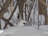 エゾユキウサギ 雪原　林内　佇む　警戒