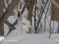 エゾユキウサギ 雪原　林内　佇む　警戒