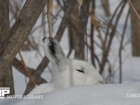 エゾユキウサギ 雪原　林内　佇む　眠る