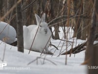 エゾユキウサギ 雪原　林内　眠る　横