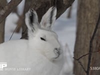 エゾユキウサギ 雪原　林内　盲腸糞を食べる