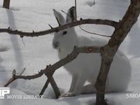 エゾユキウサギ 雪原　林内　柳の木の皮を食べる　食べ物を探し移動