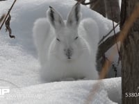 エゾユキウサギ 雪原　林内　眠る　正面