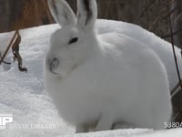 エゾユキウサギ 雪原　林内　眠る　横