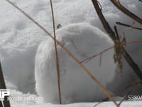 エゾユキウサギ 雪原　林内　巣穴を掘る　毛づくろい