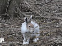 エゾユキウサギ 林内　ネコヤナギを食べる　