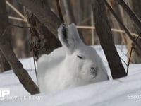 エゾユキウサギ 雪原　林内　眠る　正面