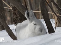 エゾユキウサギ 雪原　林内　眠る　正面