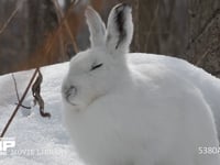 エゾユキウサギ 雪原　林内　眠る　横