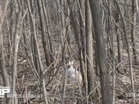 エゾユキウサギ 林内　警戒　走る　