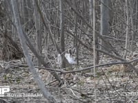 エゾユキウサギ 林内　寝る体勢　飛び出し　食べ物を探し走る
