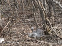 エゾユキウサギ 林内　寝る　ズーム　