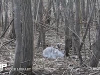 エゾユキウサギ 林内　佇む　毛づくろい　ズーム　寝る体勢　引き　