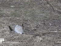 エゾユキウサギ 草原　食べ回る　アップ