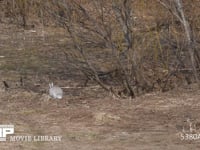 エゾユキウサギ 草原　食べ回る　引き
