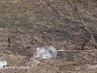 エゾユキウサギ 草原　食べ回る　アップ