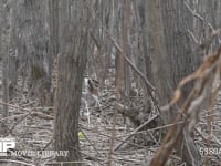 エゾユキウサギ 林内　枝を食べる