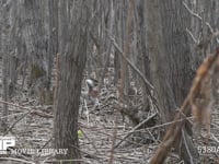 エゾユキウサギ 林内　枝を食べる