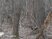 エゾユキウサギ 林内　枝を食べる