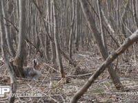 エゾユキウサギ 林内　寝る体勢　逃げる（一目散）