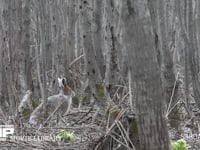 エゾユキウサギ 林内　佇む　早春のフキノトウの中　食べ物を食べる　