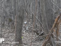 エゾユキウサギ 林内　枝を食べる