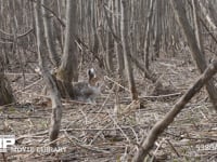 エゾユキウサギ 林内　寝る体勢　引き　起きる　ズーム