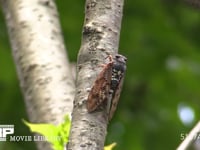 アブラゼミ♂ 蝉しぐれの中鳴く