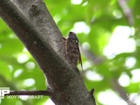 アブラゼミ 蝉しぐれの中、木の汁を吸う→飛びたつ