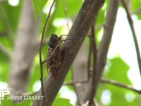 アブラゼミ 蝉しぐれの中、木の汁を吸う→飛びたつ