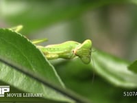 ハラビロカマキリ　顔 獲物を待ち伏せる