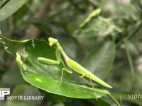 ハラビロカマキリ 獲物を待ち伏せる