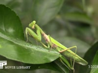 ハラビロカマキリ 獲物を待ち伏せる