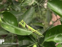 ハラビロカマキリ 体を揺すりながらゆっくり移動