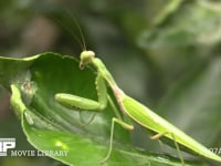 ハラビロカマキリ 獲物を待ち伏せる