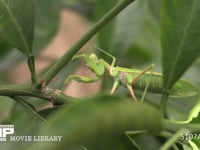 ハラビロカマキリ 獲物を待ち伏せる