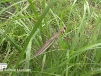 オオカマキリ 草むらで獲物を待ち伏せる