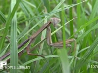 オオカマキリ　顔 