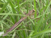 オオカマキリ 草むらで獲物を待ち伏せる