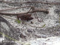 キリギリス　褐色型　♂ 食べ物を探し歩く