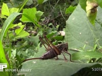 キリギリス　♀ クズ葉上で休む