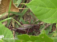 キリギリス　♀ クズの葉の間で隠れる→飛び跳ねて逃げる