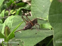 キリギリス　♀ クズ葉上で休む