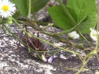 キリギリス　褐色型　♂ 昆虫を食べた後、クズの落花を食べる