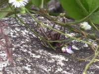 キリギリス　褐色型　♂ クズの落花を食べる