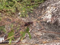 キリギリス　♀ ヤブカラシ？の茎上で食休みをする