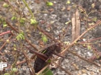 キリギリス　♀ つる性の草の実を食う