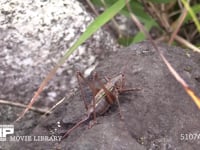 キリギリス　♀ 休む→跳ねて逃げる