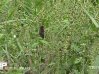 キリギリス　♀ 草の実を食べる