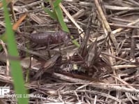 キリギリス　３♀ アブラゼミ死骸をむさぼり食い合う